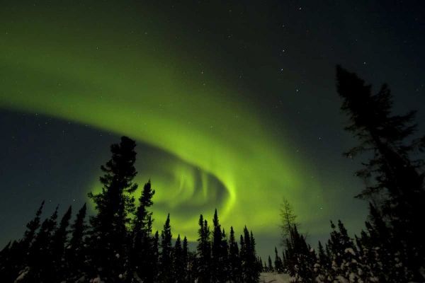 Canada, Manitoba Aurora borealis and trees